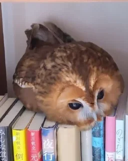 🦉 emoji обожаю этого админа.... Telegram sticker 14 of 67