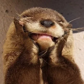 ☺️ emoji ВыдрОчка✨️ Telegram sticker 14 of 36