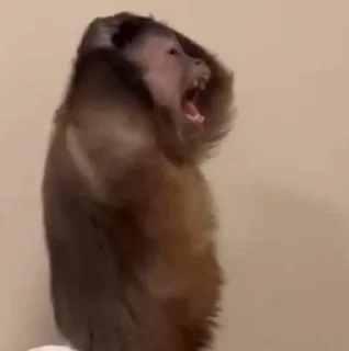 😱 emoji Мавп'ятки чі чі чі Telegram sticker 5 of 62