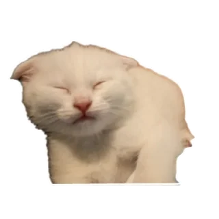 🐱 emoji @MattRewortgk Telegram sticker 14 of 38