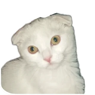 🐱 emoji @MattRewortgk Telegram sticker 5 of 38