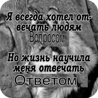 🐺 emoji Жизненные котики Telegram sticker 12 of 53