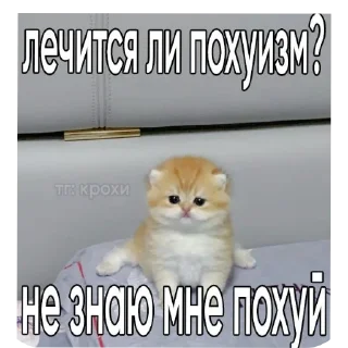 🐱 emoji Жизненные котики Telegram sticker 17 of 53