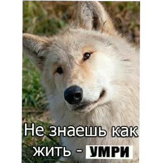 🐺 emoji Жизненные котики Telegram sticker 16 of 53