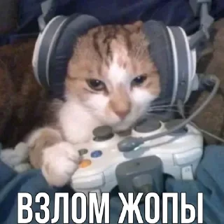 Sticker from Коты как смысл жизни