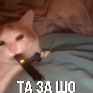 Sticker from Коты как смысл жизни