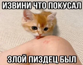 ⛅ emoji Котикотитики Telegram sticker 17 of 116