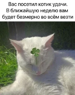 ⛅ emoji Котикотитики Telegram sticker 11 of 116