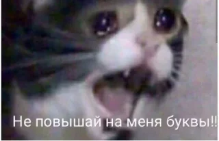 🌟 emoji Коты Telegram sticker 10 of 21