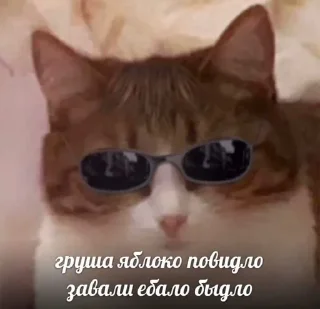 Sticker from Коты