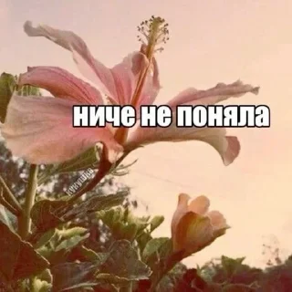 🤓 emoji Пикми🎀 Telegram sticker 10 of 112