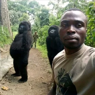 🦍 emoji мега набор мемов Telegram sticker 14 of 62