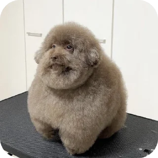 🐶 emoji Всякая хуйня Telegram sticker 6 of 21