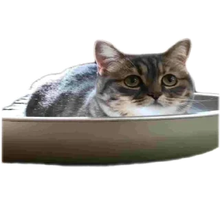 🐱 emoji хуйня всякая Telegram sticker 14 of 19