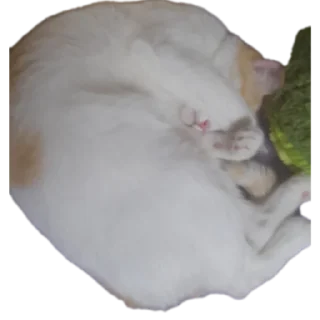 🐱 emoji Всякая хуйня Telegram sticker 11 of 21