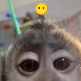 😶 emoji Бибизяна Telegram sticker 6 of 8
