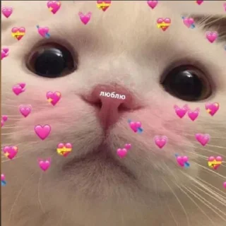 ❤️‍🔥 emoji Любимые стикеры @Zlak_33 Telegram sticker 9 of 26