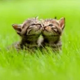 🌟 emoji KITTENS Telegram sticker 6 of 31