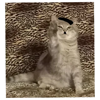 🐱 emoji Петушары опущенные Telegram sticker 19 of 104