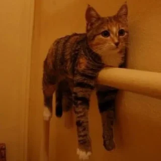 🐈 emoji Всратыши Telegram sticker 18 of 103