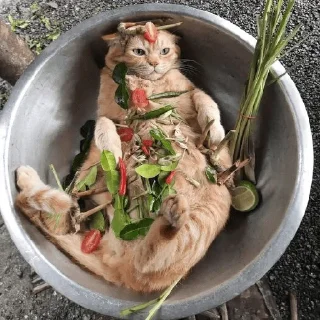 🥗 emoji Всратыши Telegram sticker 21 of 103