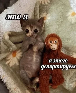 Sticker from Шизомемы @fStikBot