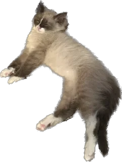 😺 emoji Мистер Лео Telegram sticker 5 of 23