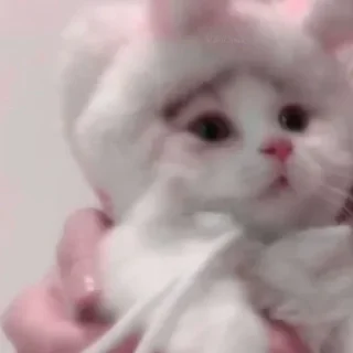 😺 emoji Ꮶᴏᴛиᴋи. || 𝚅𝚒𝚔𝚒0𝚖𝚒𝚡 Telegram sticker 11 of 13