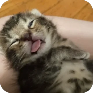 🫥 emoji Kittens??? Telegram sticker 4 of 78