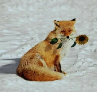 🌻 emoji Лиса Telegram sticker 20 of 68