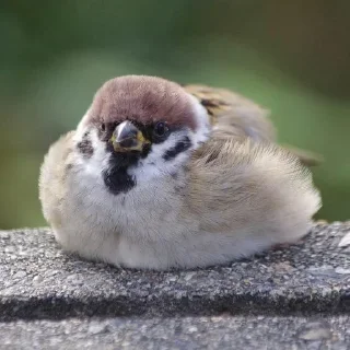 🥧 emoji Ёбушки воробушки от Ruber Telegram sticker 9 of 42