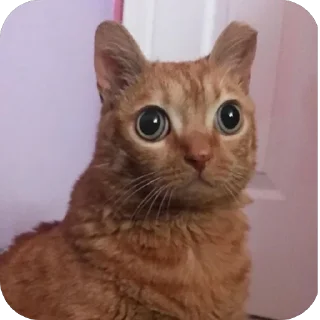 🫥 emoji потато каортошка ветеран боевых действий хтонь кефир 2,5% кирилл Telegram sticker 12 of 41
