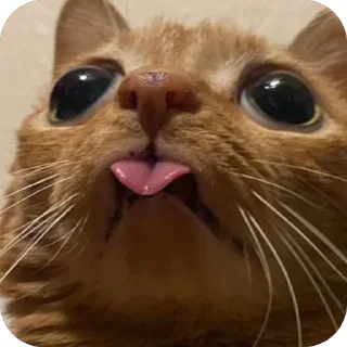 🫥 emoji потато каортошка ветеран боевых действий хтонь кефир 2,5% кирилл Telegram sticker 22 of 41