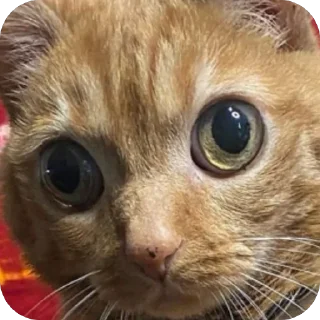 🫥 emoji потато каортошка ветеран боевых действий хтонь кефир 2,5% кирилл Telegram sticker 23 of 41