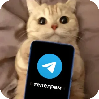 🐱 emoji ТЕЛЕГРАМ Telegram sticker 14 of 16