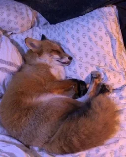 Sticker from Фенеки и лисички🦊