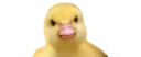 😡 emoji Hysteric birds by @eternalduck Telegram sticker 18 of 83