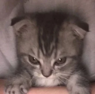 👄 emoji миром правят котики!!!! Telegram sticker 24 of 27