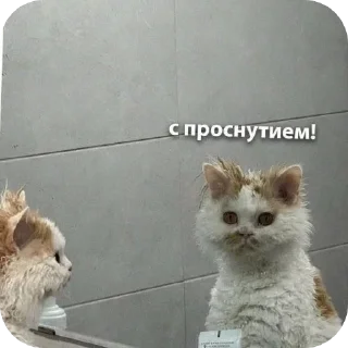 🐱 emoji река:: @LoonyStik Telegram sticker 9 of 48
