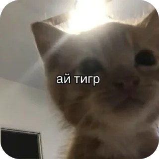🐱 emoji река:: @LoonyStik Telegram sticker 10 of 48