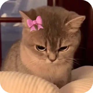 🐱 emoji река:: @LoonyStik Telegram sticker 11 of 48