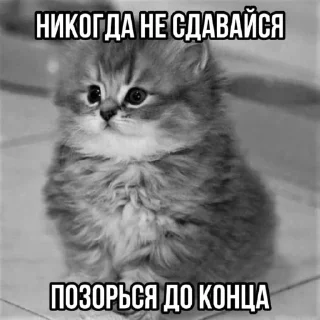 👿 emoji Ну и конечно котикиииии @matvey357daf Telegram sticker 22 of 104