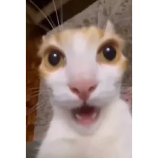 😱 emoji Ну и конечно котикиииии @matvey357daf Telegram sticker 21 of 104