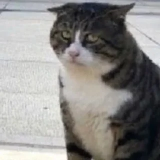 😞 emoji Котеки @Xsmsxs Telegram sticker 22 of 37