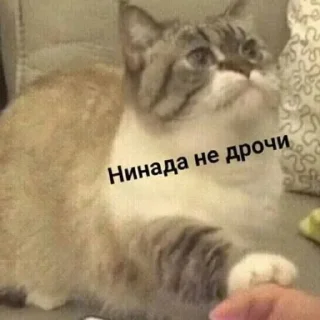 🥺 emoji Котеки @Xsmsxs Telegram sticker 10 of 37