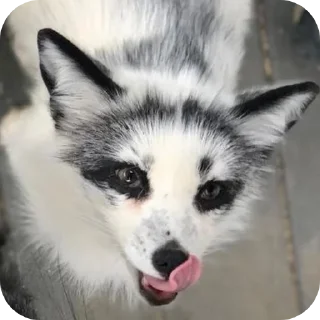 🦊 emoji Лисы @foxgreyfr Telegram sticker 6 of 17