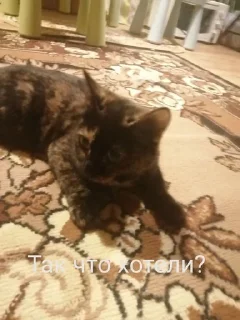❓ emoji Милые киски и собачка Telegram sticker 6 of 46