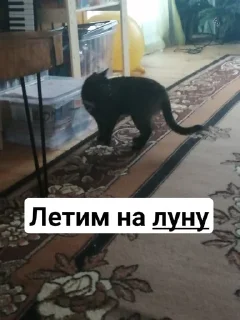 🙃 emoji Милые киски и собачка Telegram sticker 11 of 46