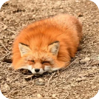 🦊 emoji Лисы @foxgreyfr Telegram sticker 14 of 17