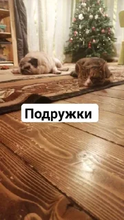 👩‍❤️‍💋‍👩 emoji Милые киски и собачка Telegram sticker 17 of 46